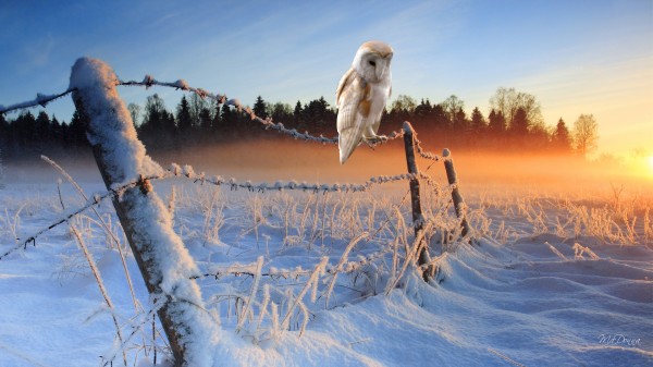 winter-sunrise-54449